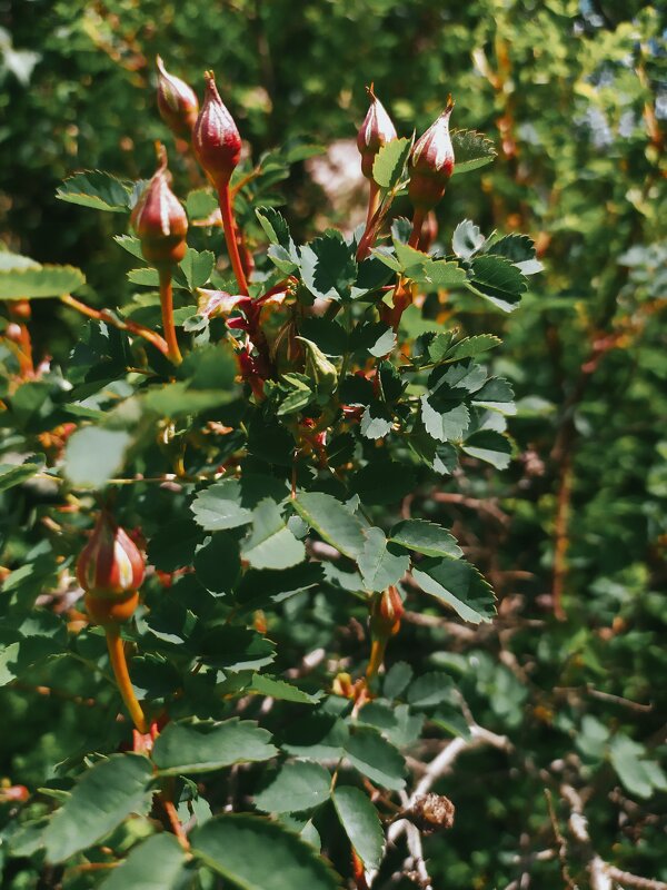 Весна - Любовь Иванова