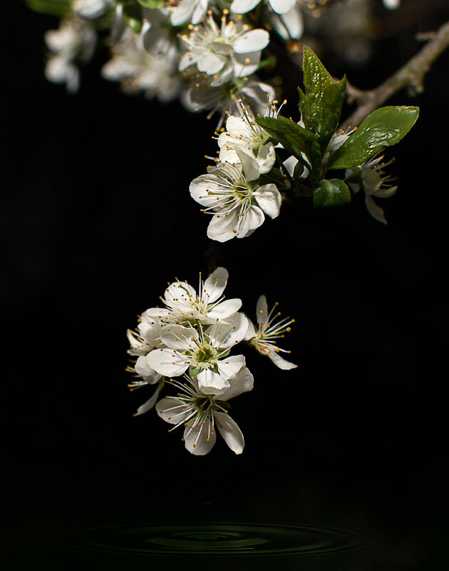 капля - Роман никандров