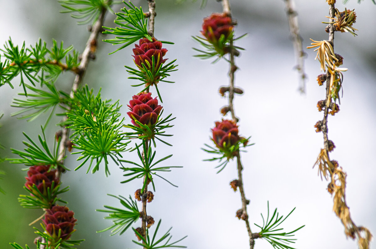 Лиственница. - Виктор Иванович Чернюк Лиственница. - Виктор Иванович Чернюк