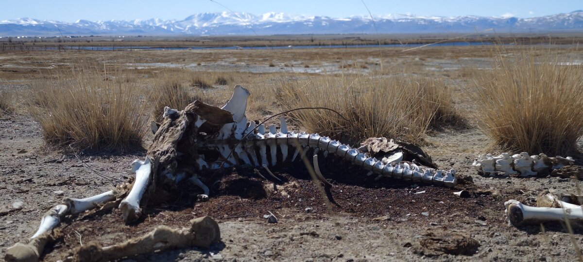 Алтай.Чуйская степь - Александр Чибисов