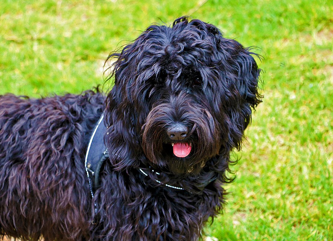 Портрет Тучи - Светлана 