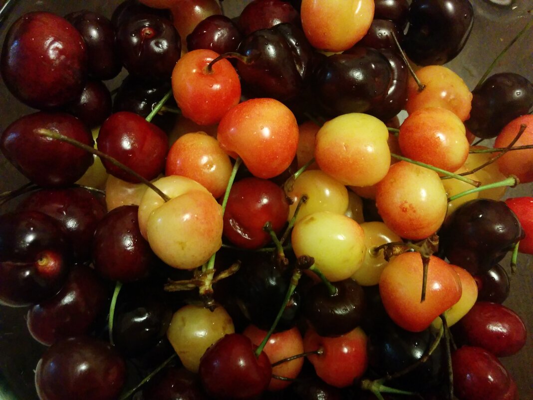 Черешня разная - Светлана Хращевская
