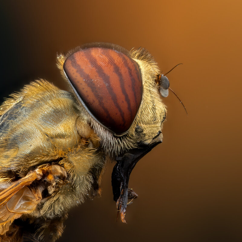 *** - Евгений Фруман