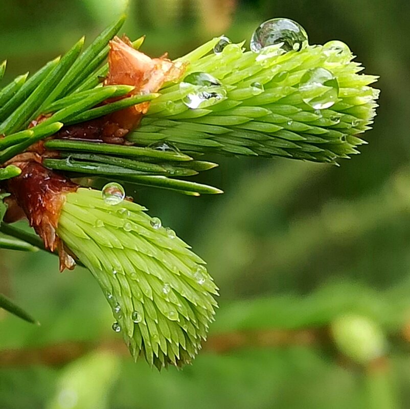 Капли дождя - veilins veilins