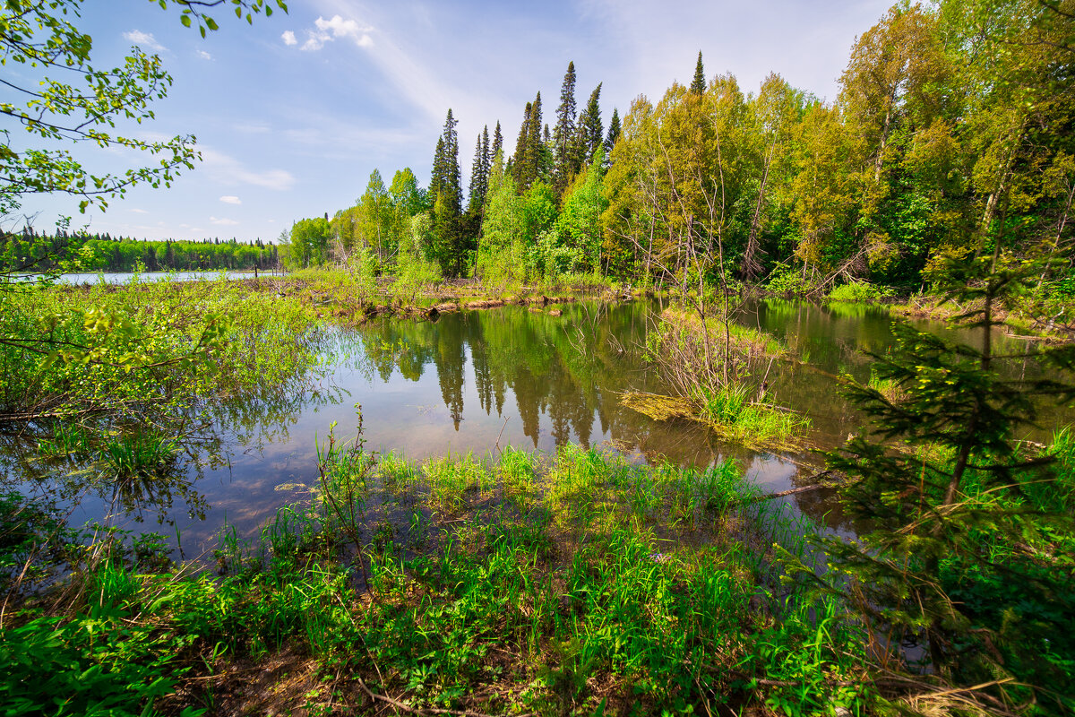 Карасевое место - Сергей Винтовкин Карасевое место - Сергей Винтовкин