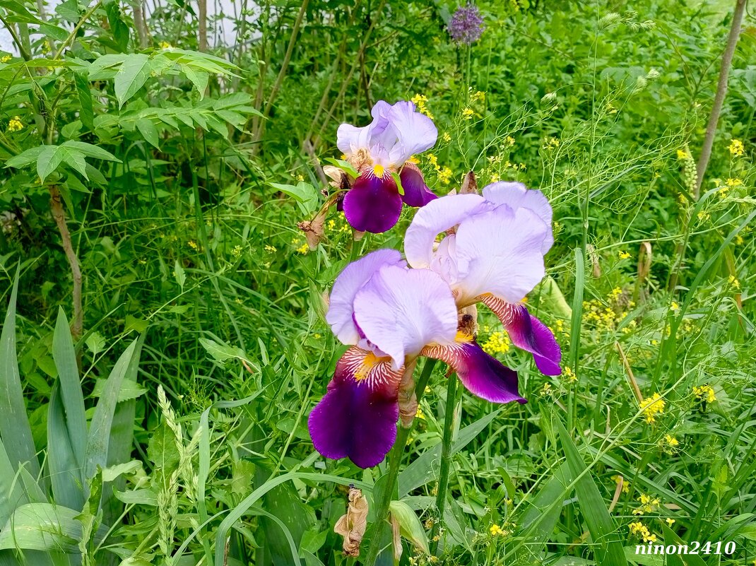 Май - Нина Бутко