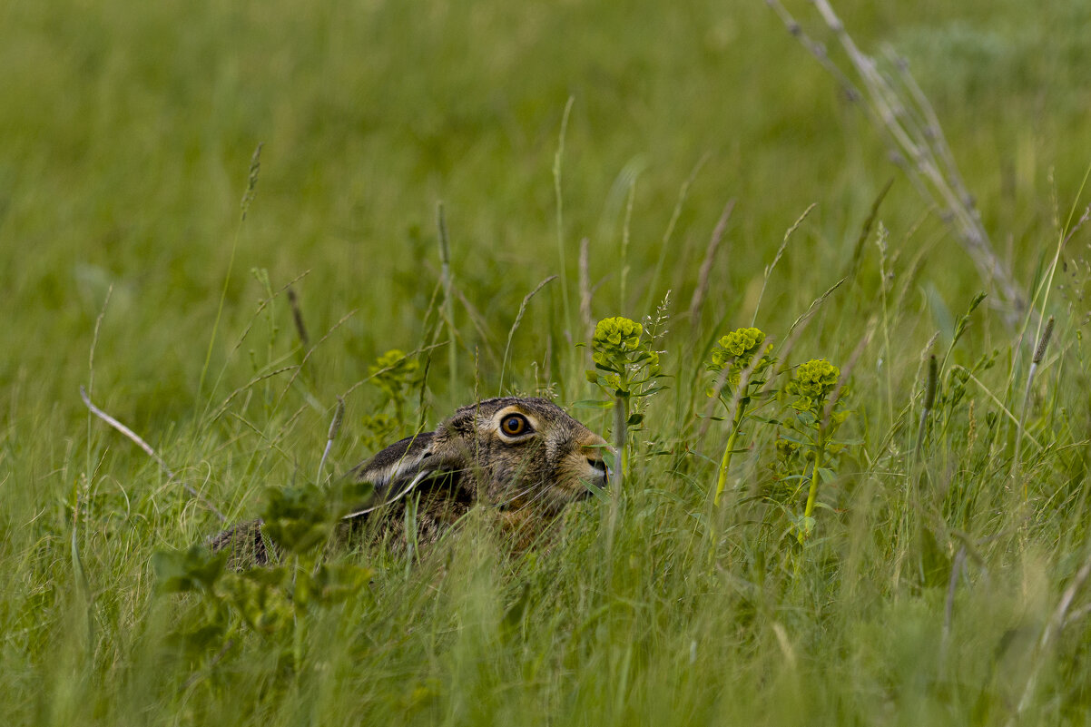 *** - Валерий Черняк