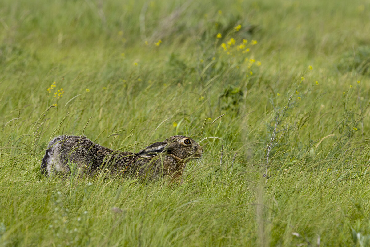 *** - Валерий Черняк