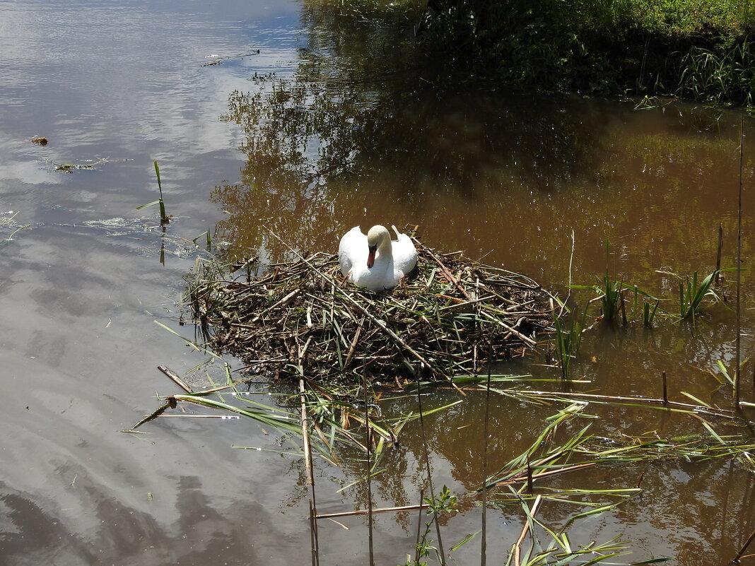 весна - ИННА ПОРОХОВА