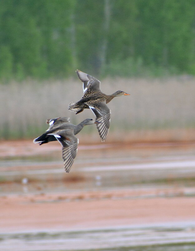Серая утка - Владислав Иопек Серая утка - Владислав Иопек