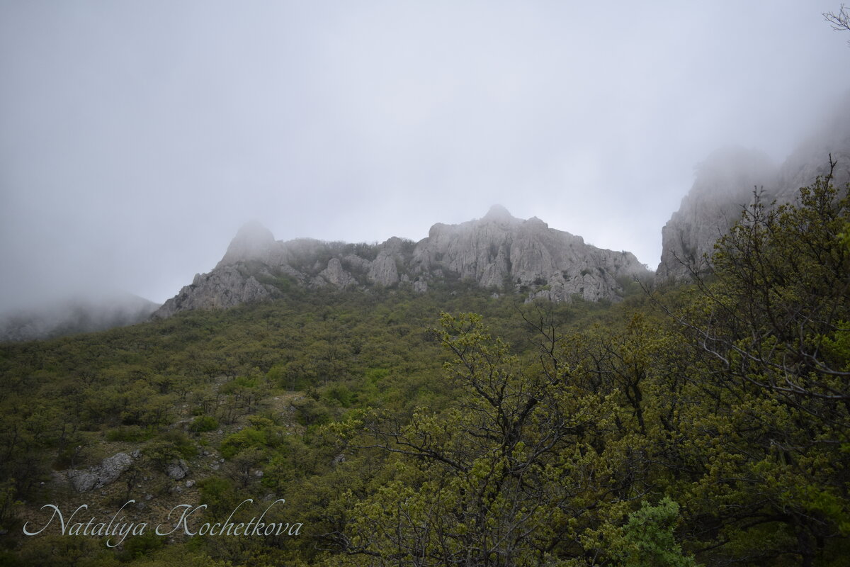 Природа Крыма - Amazing Cosmea
