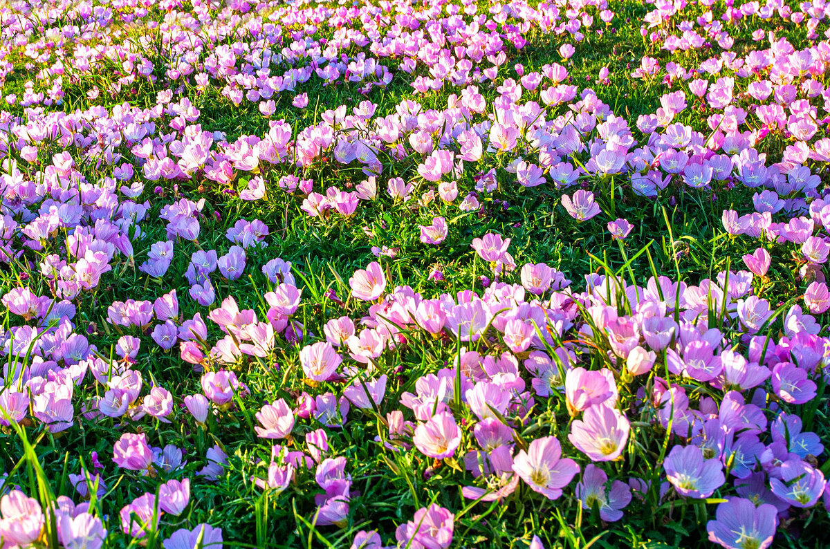 Никто их не сажал, сами выросли... - Эмиль Никто их не сажал, сами выросли... - Эмиль