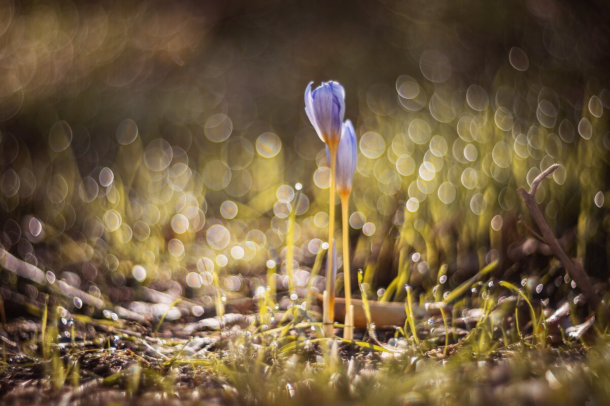 Осеннее пробуждение. - Анатолий Щербак