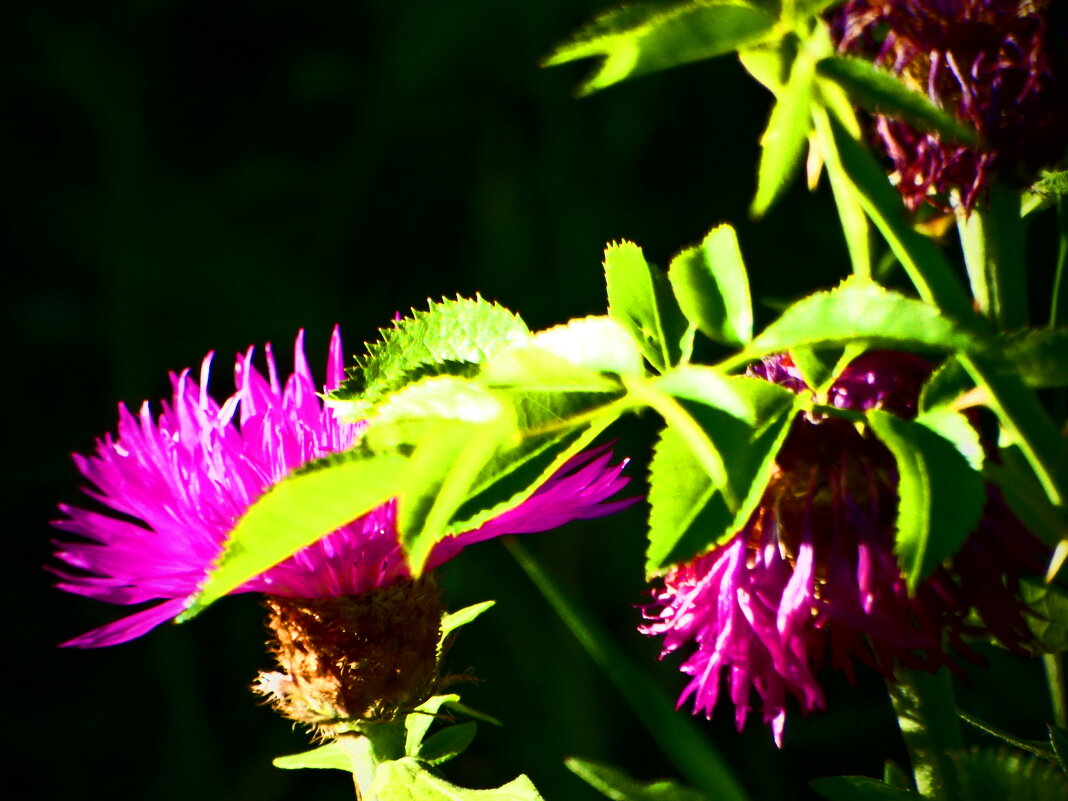 Весенние зарисовки 148 - Алексей Кузнецов