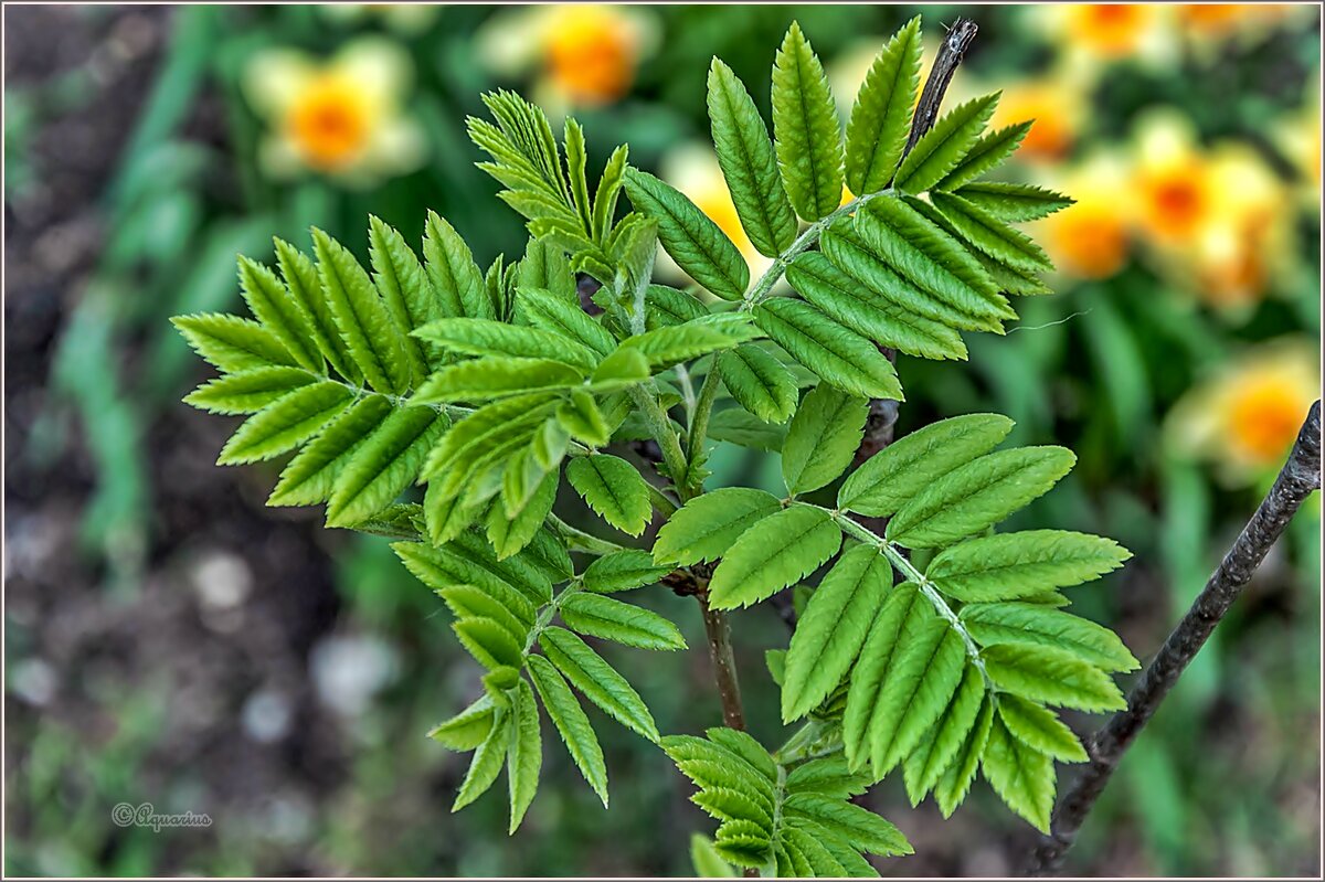 Обновление... - Aquarius - Сергей Обновление... - Aquarius - Сергей