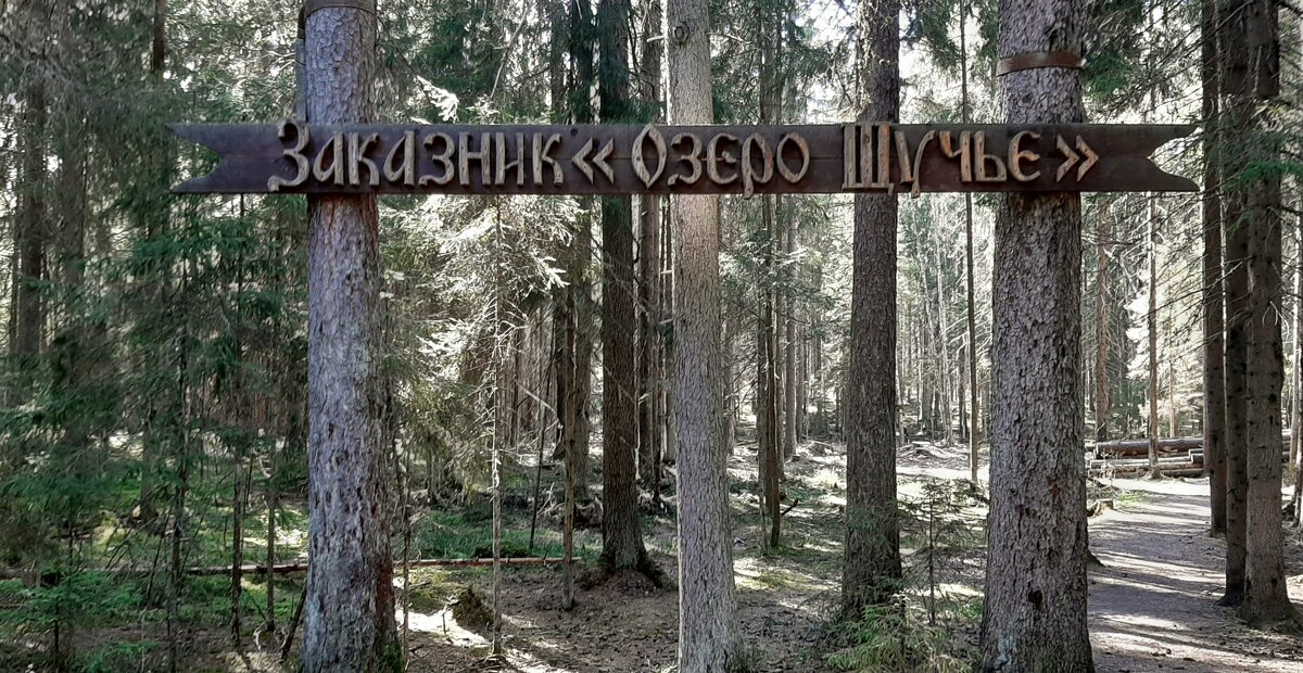 Комарово - Наталья Герасимова Комарово - Наталья Герасимова