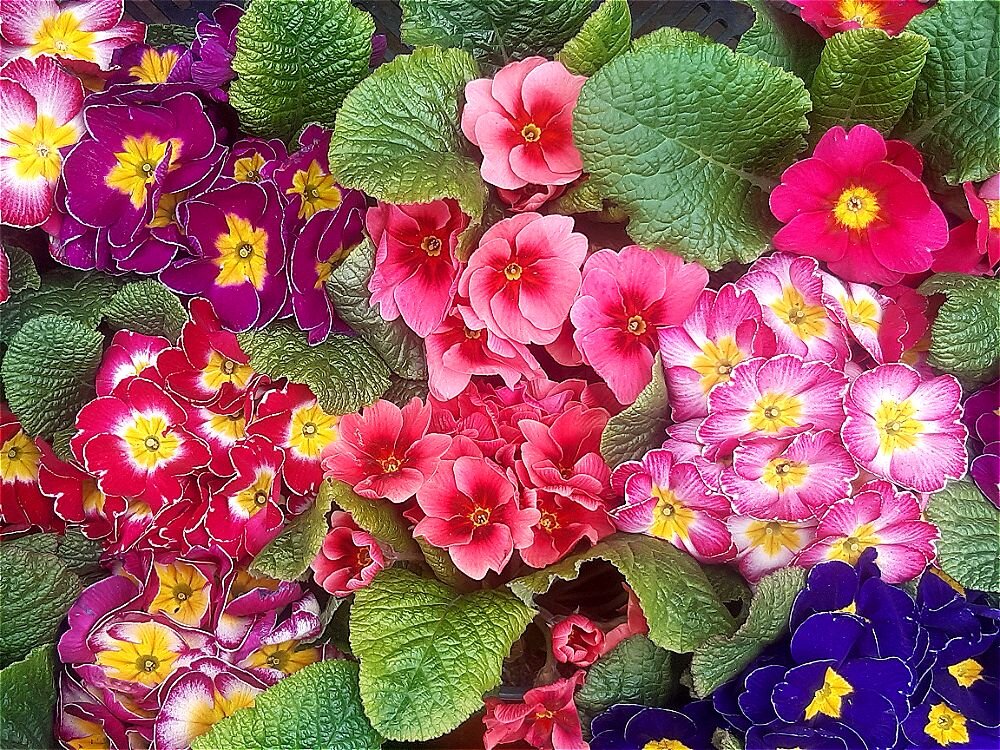 Цветочная акварель! - Нина Андронова Цветочная акварель! - Нина Андронова