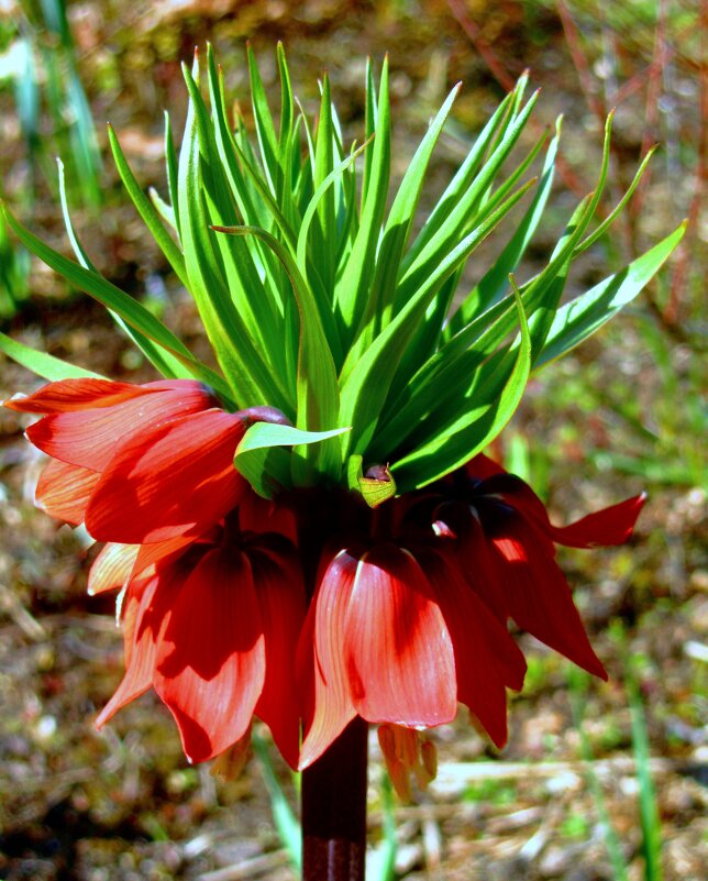 Рябчик императорский - Сергей Карачин