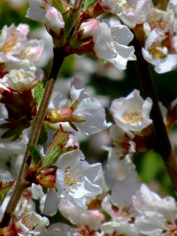 Вишня войлочная - Сергей Карачин Вишня войлочная - Сергей Карачин