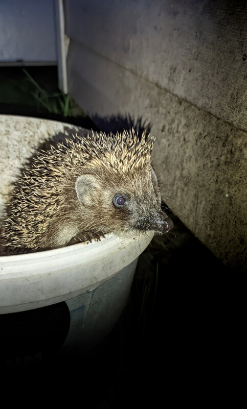 Спасение ёжика из ведра))) - Станислав Мутовин