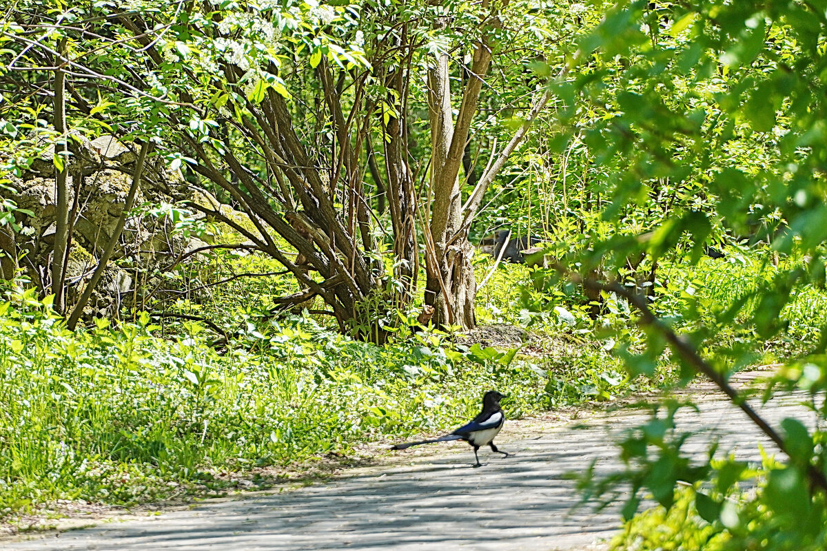 Хозяйка парка - Галина Кан