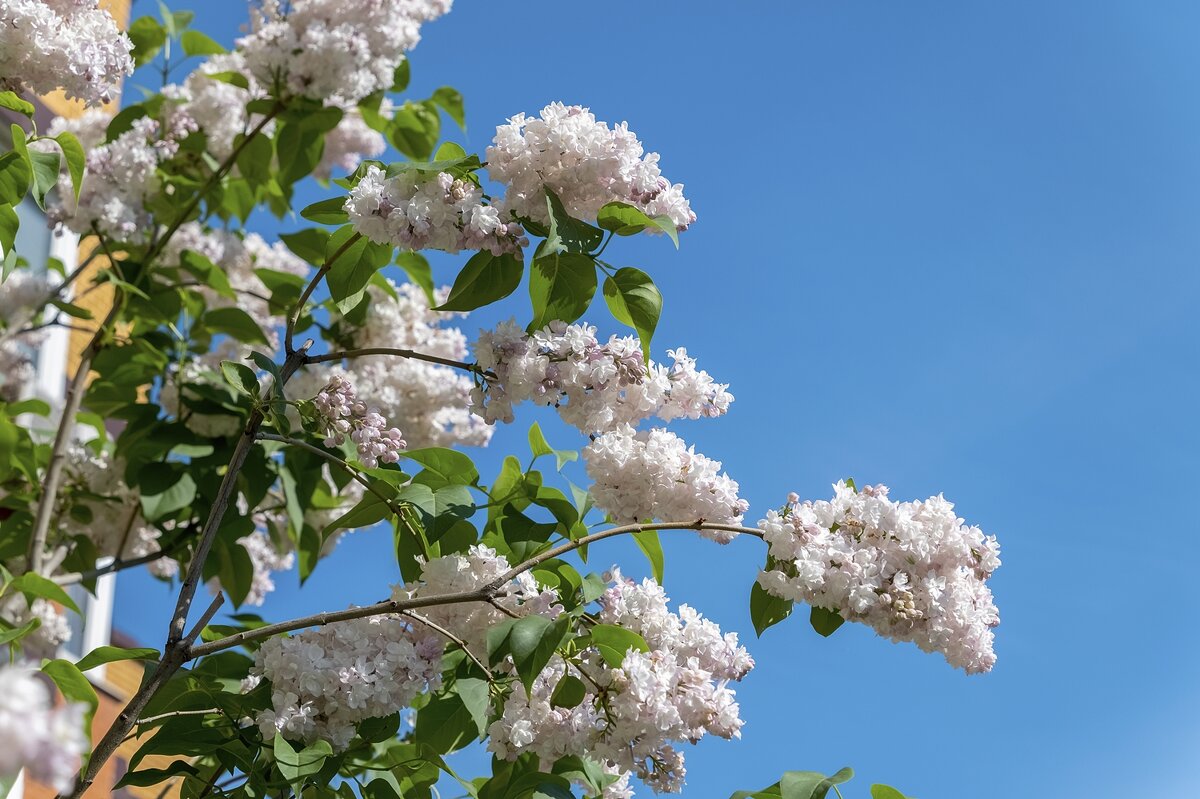 Сирень  "Красавица Москвы" - Валерий Иванович