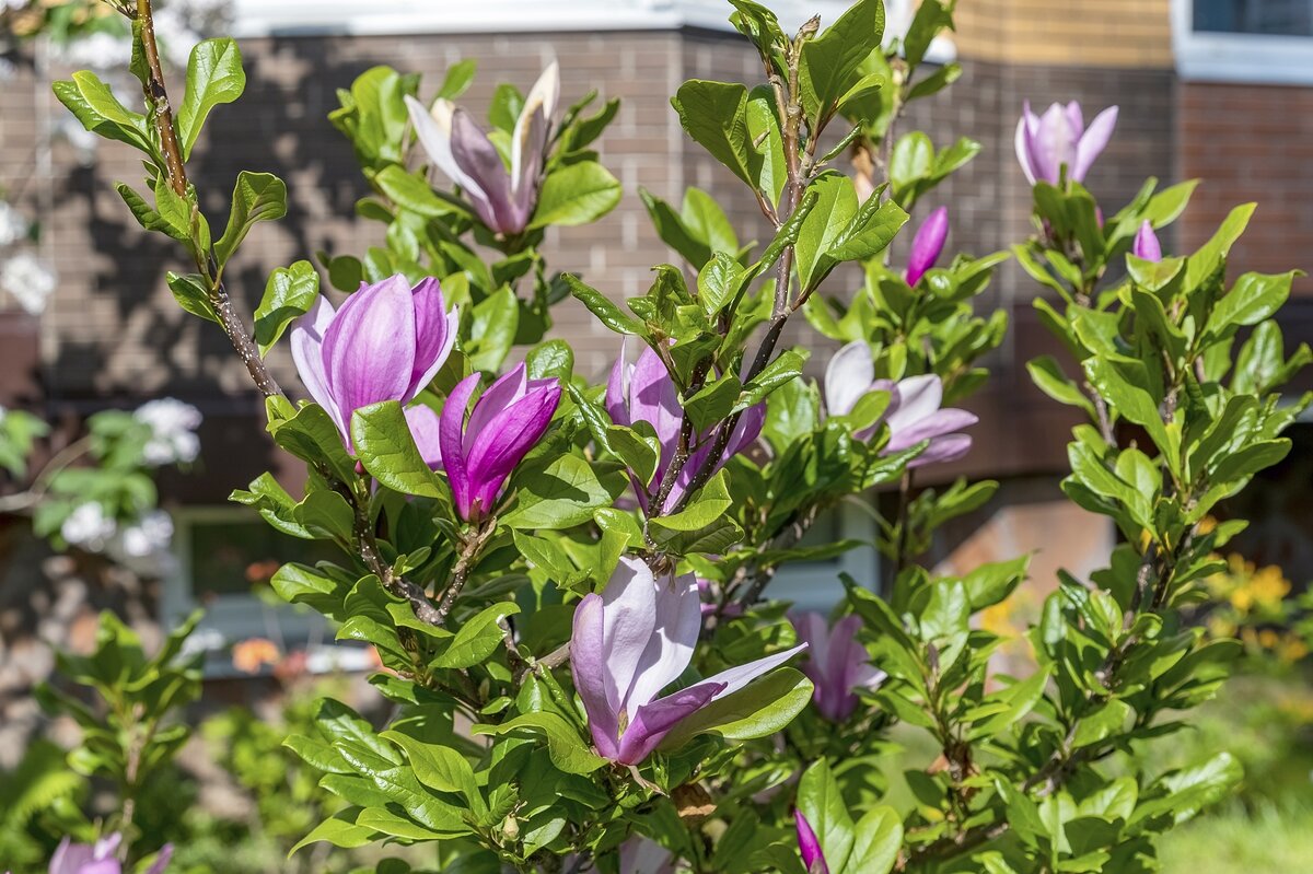 Ещё цветёт магнолия в Москве - Валерий Иванович Ещё цветёт магнолия в Москве - Валерий Иванович