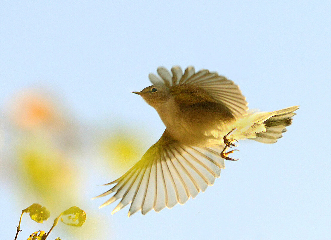 Птица счастья - Михаил Белоусов