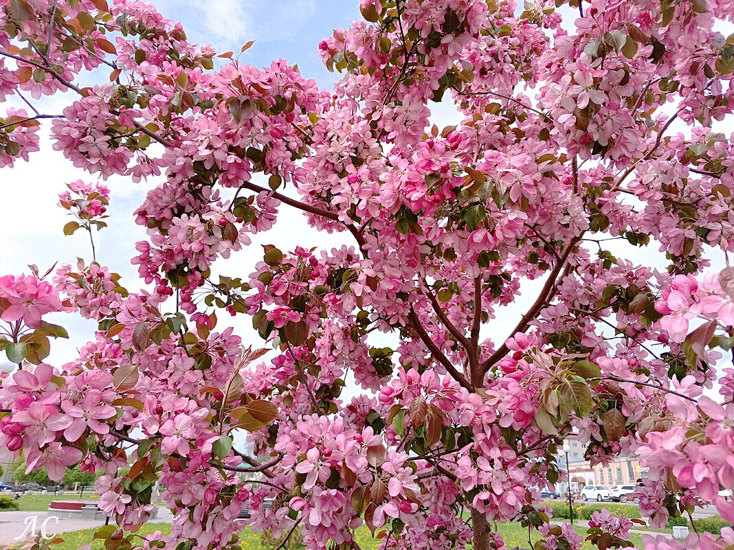 Яблони в цвету - Любовь Сахарова Яблони в цвету - Любовь Сахарова