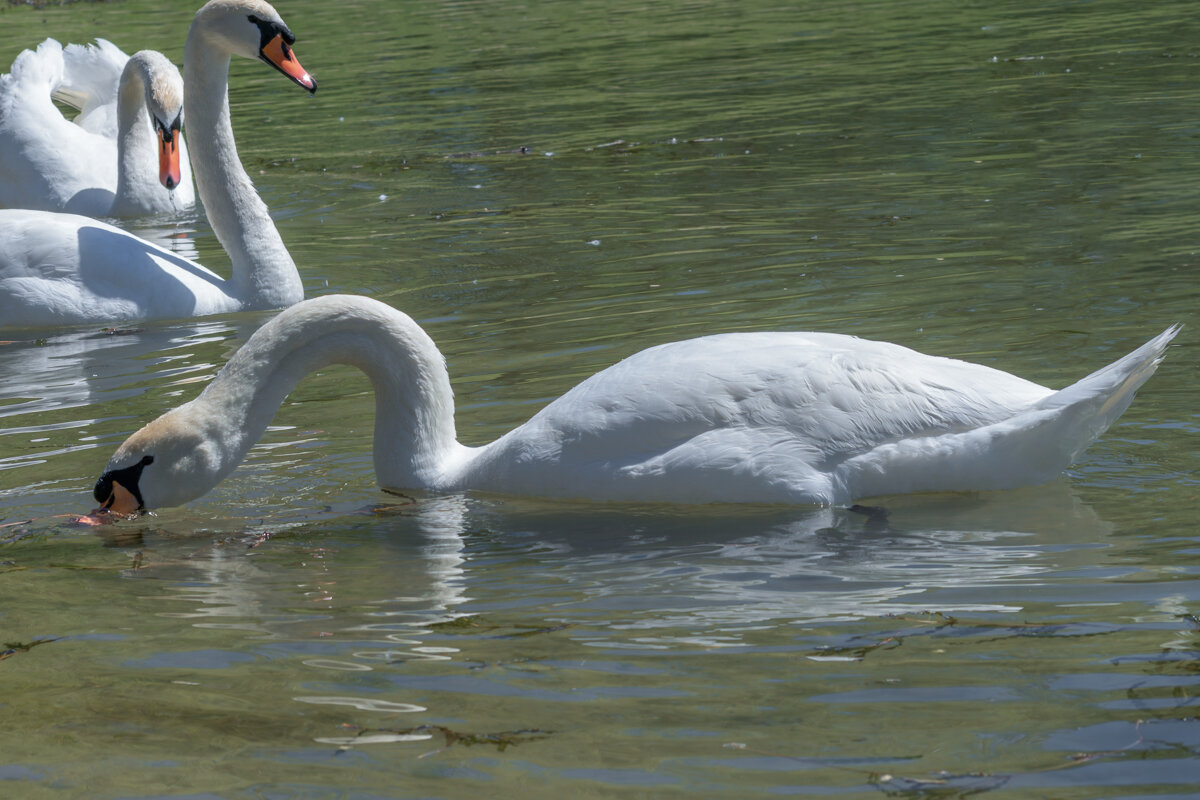 Лебедь - Игорь Сикорский Лебедь - Игорь Сикорский