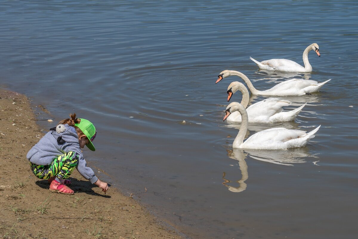 Девочка и лебеди - Игорь Сикорский