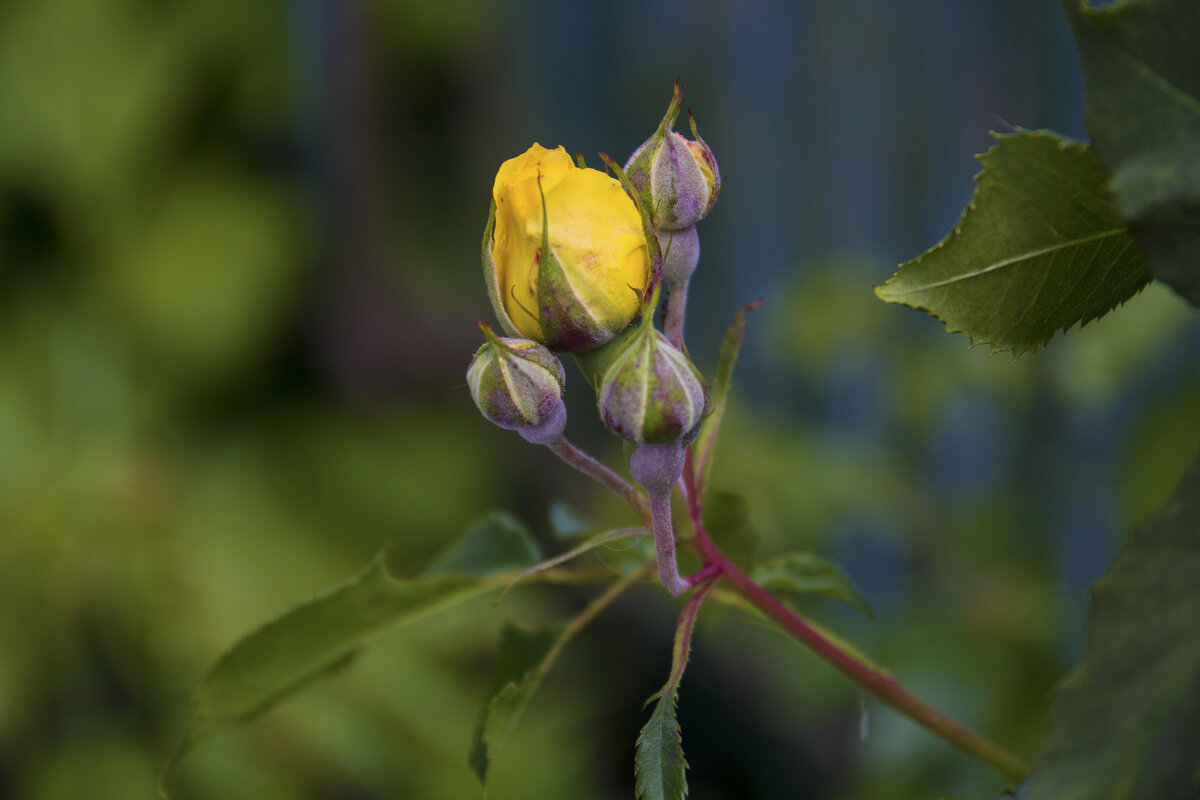 Бутон жёлтой розы - Валентин Семчишин Бутон жёлтой розы - Валентин Семчишин