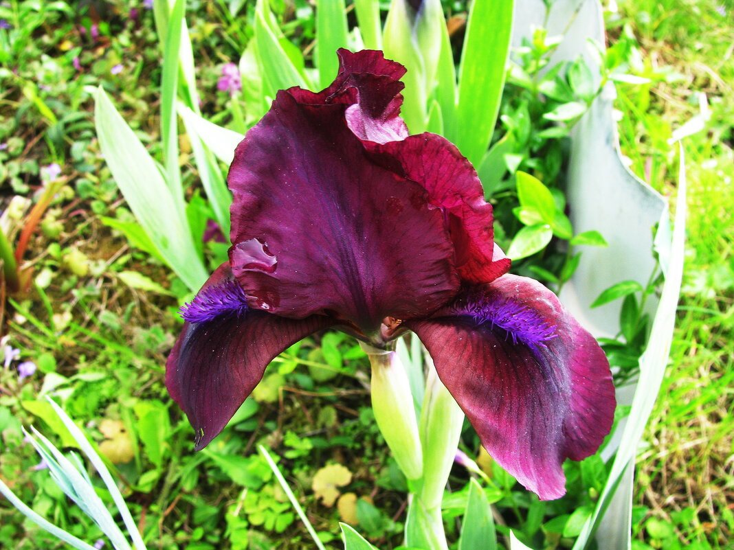 Красивый ирис - Людмила Смородинская Красивый ирис - Людмила Смородинская