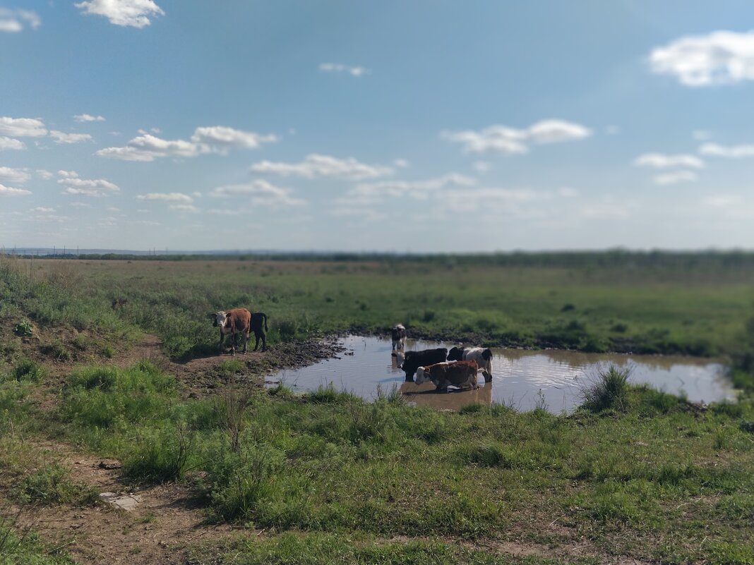 Телят в речке.Жара. - Андрей Хлопонин Телят в речке.Жара. - Андрей Хлопонин