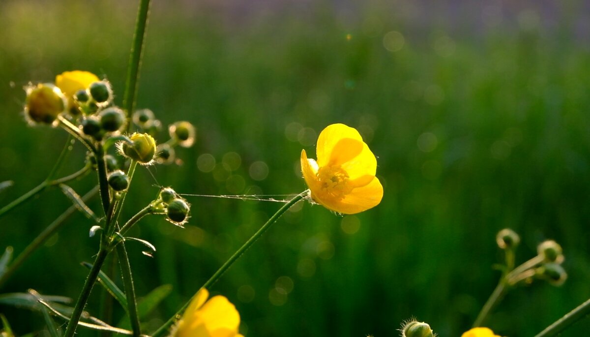 Утро лютика и паутинки - Олег Зоркий