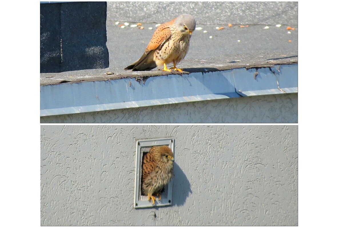 Доброе утро , дорогая ! - Сеня Белгородский Доброе утро , дорогая ! - Сеня Белгородский