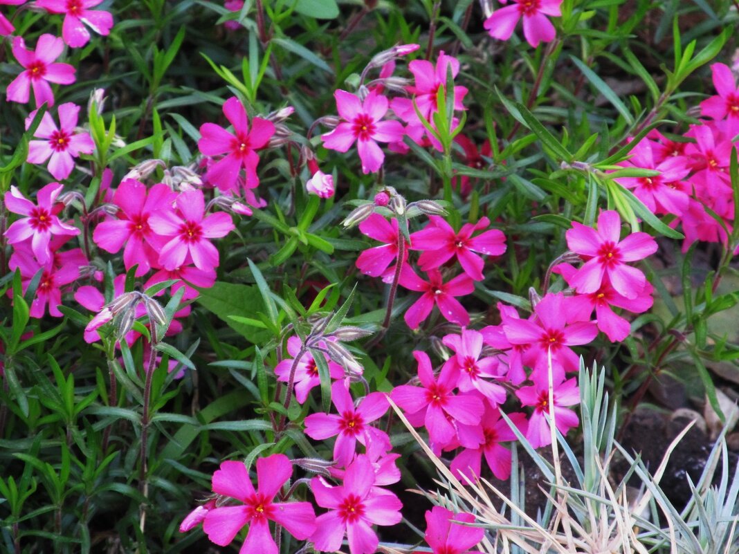 ......... - Елена Шаламова