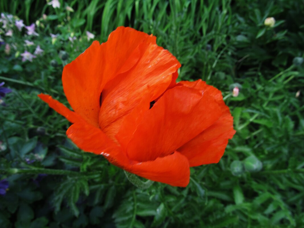 мак - Елена Шаламова мак - Елена Шаламова