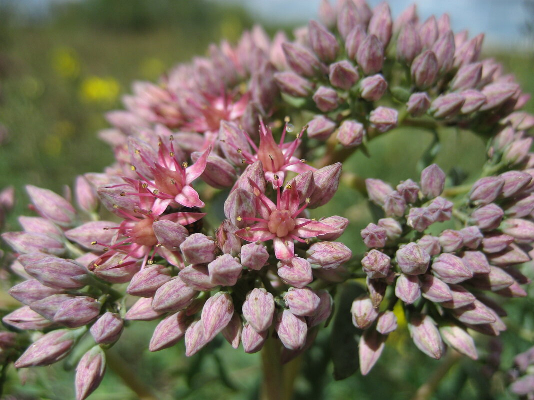 Очиток - Anna Ivanova