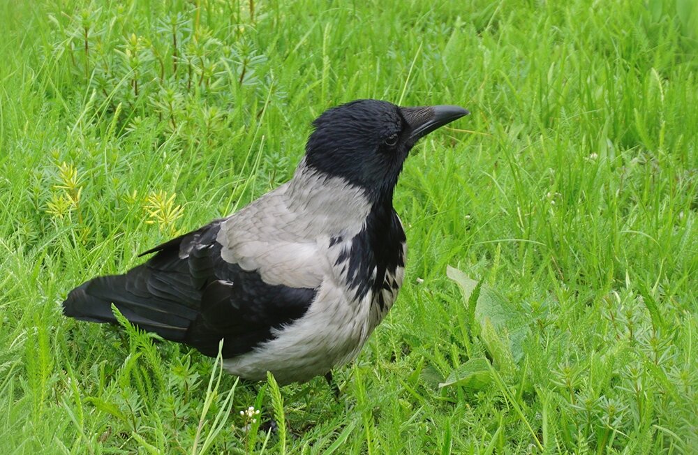 Воронёнок - Ольга Воронёнок - Ольга