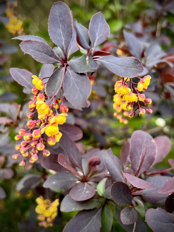 Барбарис в цвету - Натали Королева Барбарис в цвету - Натали Королева