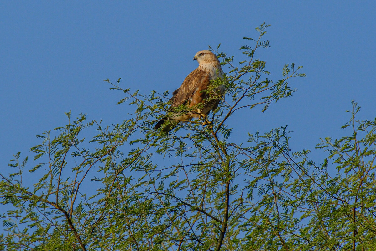 Курганник - Георгий А Курганник - Георгий А