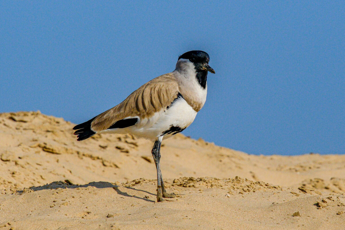У берега реки Чамбал - Георгий А У берега реки Чамбал - Георгий А