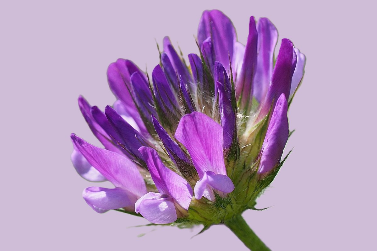 Фиолетовое лето - Civetta ***