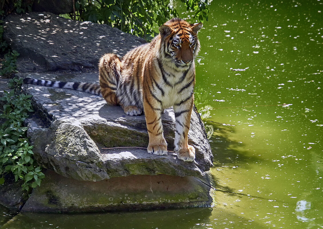 ------ - Андроник Александр 