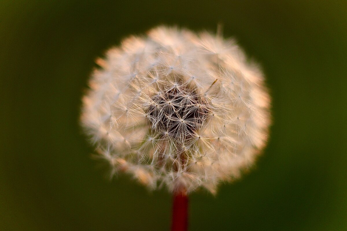 Фонарик - Натали Королева