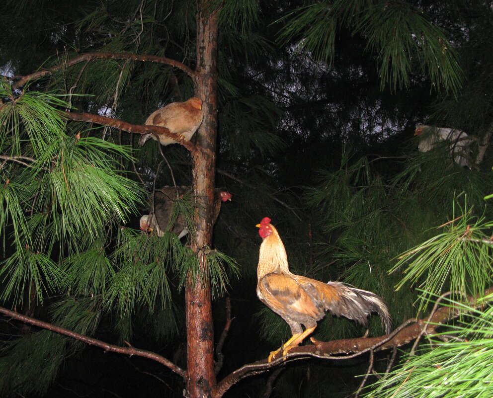 Высоко ли ты взлетела, дорогая? - ИРЭН@ .