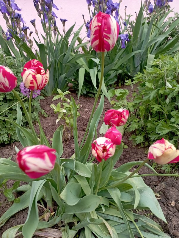 На улицах города - Елена Семигина