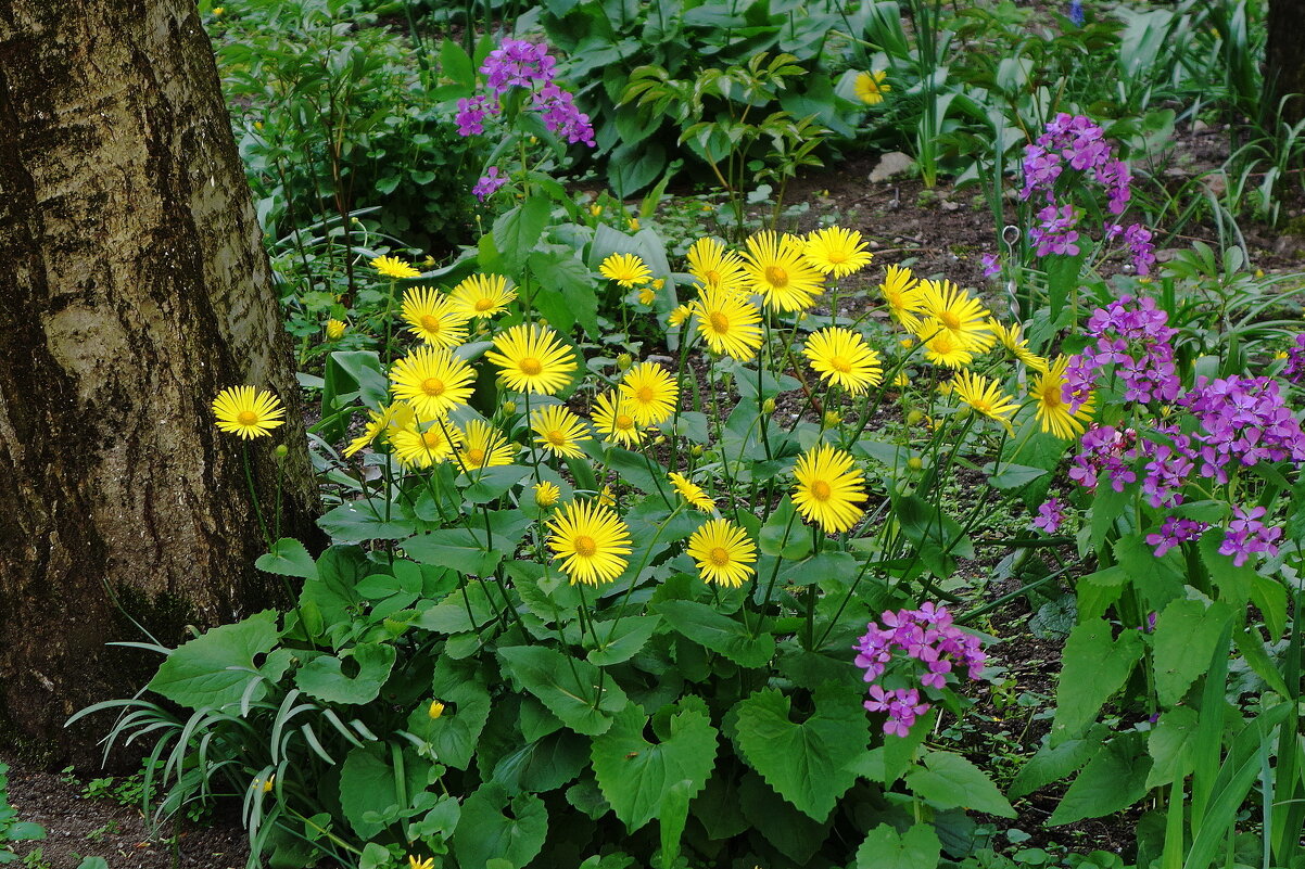 Дороникум и Лунник - Рита Симонова
