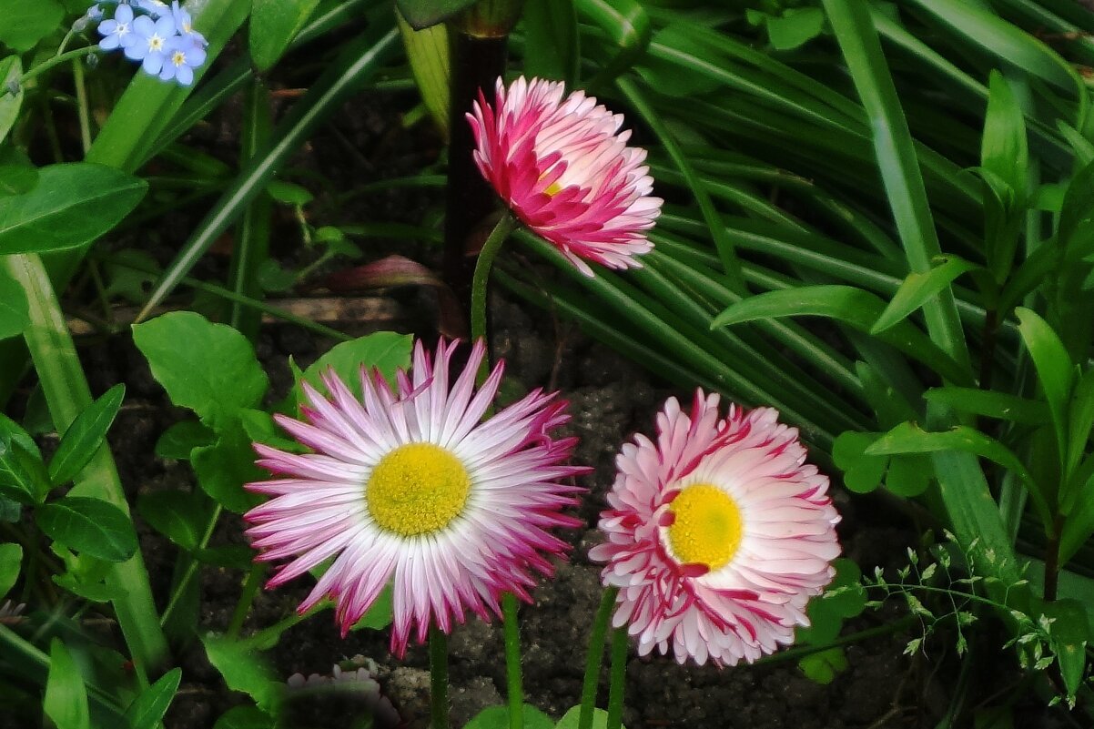 Маргаритки - Рита Симонова